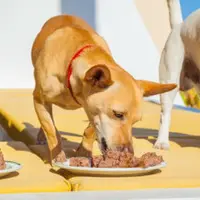 eatingdog