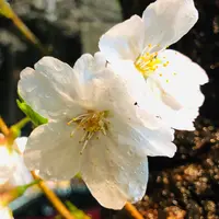 JoyceYiu9557