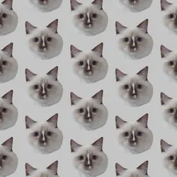oreocat