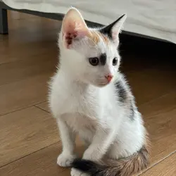LiLiLilyCheng