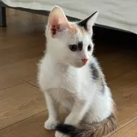 LiLiLilyCheng