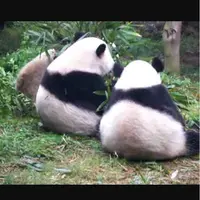Fattypanda