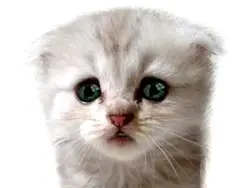 Mewo