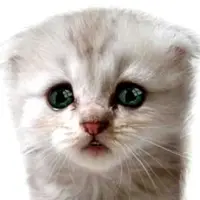 Mewo