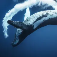 回。流。香港