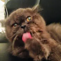 bbbluecat