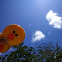 mrs.duck