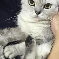 PuiPui6626