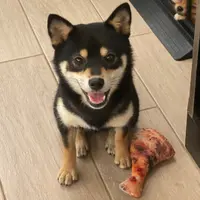 coco_ltl
