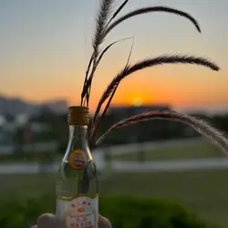 annapheng