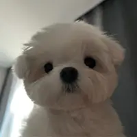 WinnieWong88