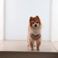 amywonggg