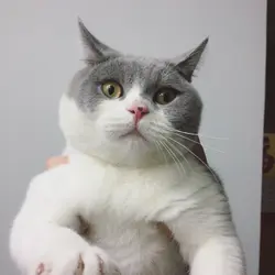bubulamsan