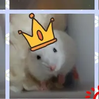 bbchuhamster