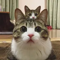 qqemily29