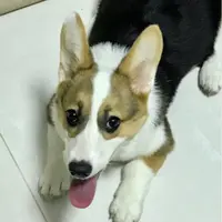 Adrianwonghk
