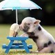 pigletseat