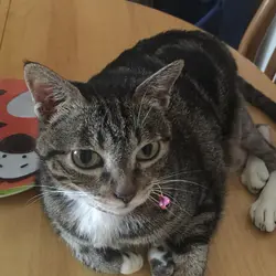 catfishie