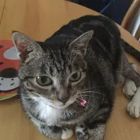 catfishie