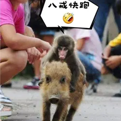 騎豬去你家