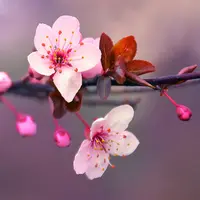 cherryontop