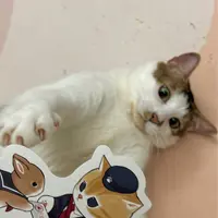 momoko20859