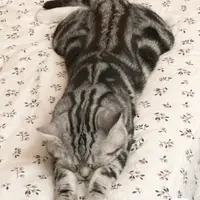 愛吃的10號仔