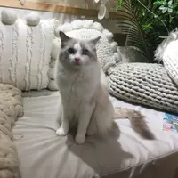 kcaneat