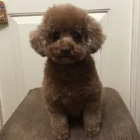 mingmingjei