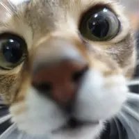 挑食的貓咪
