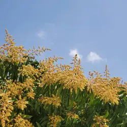 lemonoli