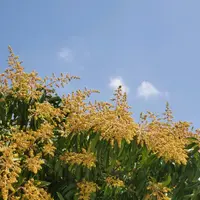 lemonoli