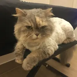 蘋果爽