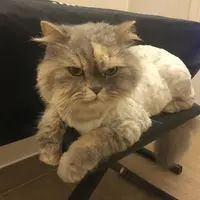蘋果爽