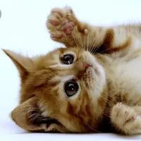 binooo