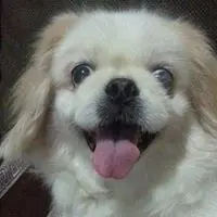 fochai2008