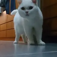 jackychanchunki
