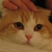 ayuyenyan
