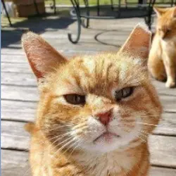 Angry Meow