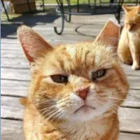 Angry Meow
