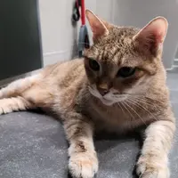 火柴人bb