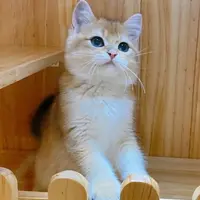 sshhiirrlleeyy