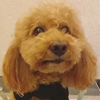 MoMoooBoy
