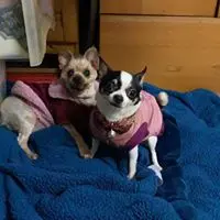 cally_chong01