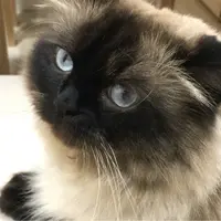 食小一陣會死