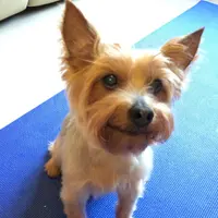 choychoybean