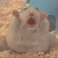 Ngaiii