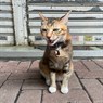 TonyChan6536