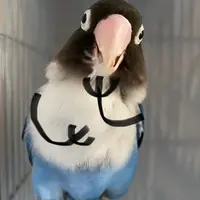玉崎子