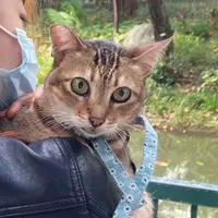 66meoww